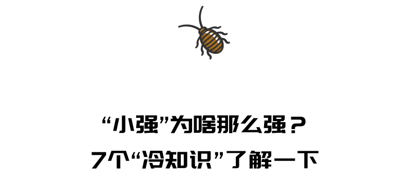 小强，我拿什么杀死你？ 最靠谱的两招教你